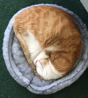 14694621_686591841504978_1539100279_n